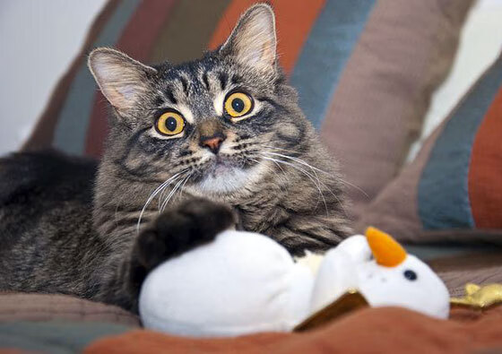 《守望先锋年度巅峰对抗，策略布局精彩绝伦》，2020守望先锋