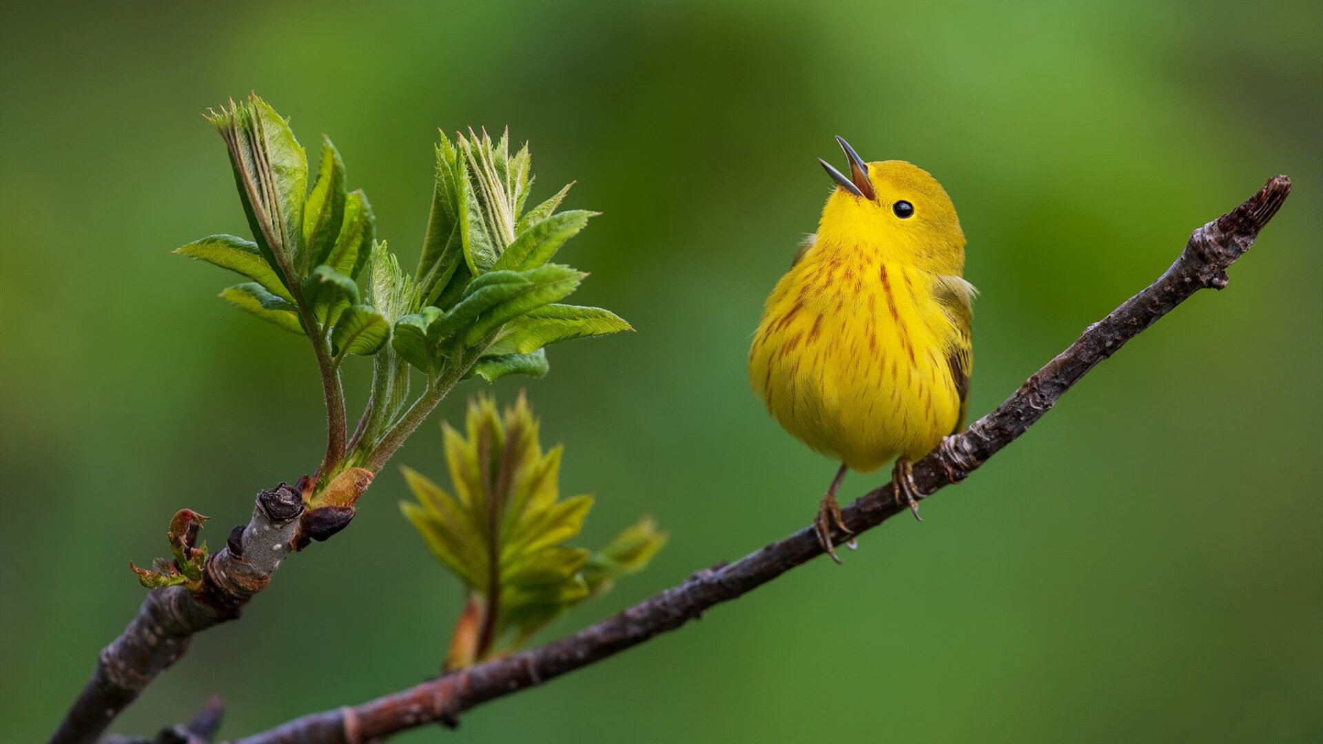 室内跳伞挑战赛：挑战引力的极限，室内跳伞设备多少钱